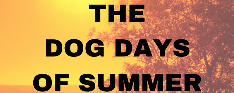 The Dog Days of Summer, blog cover