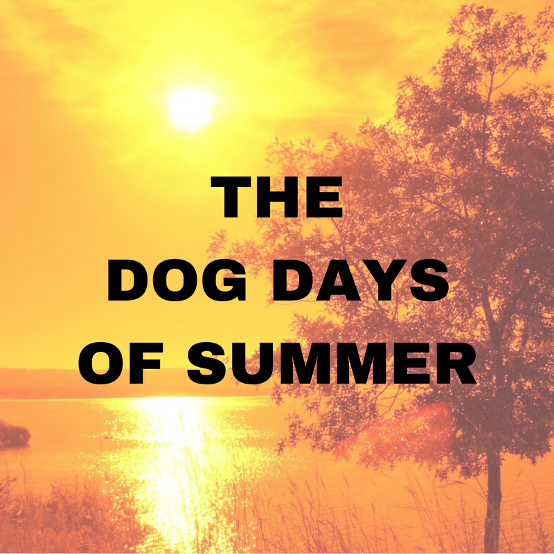 The Dog Days of Summer, blog cover